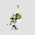 Modern Minimalist Bohemian Style Hanging Planters Plant Net Pocket Hand Woven Hanging Basket Holder Tapestry Flower Basket with Exquisite Tassel Indoor Balcony Decoration (Rotating) - size: Rotating