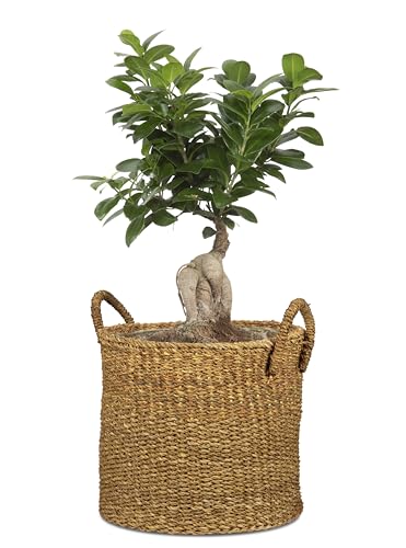 Scheurich Seagrass 33, Basket Planter/Basket Planter/Basket Pot with Seagrass Handles, Colour: Groove, 35 cm Diameter, 31 cm High, 26.9 Litres Vol. - color: Brown, size: 35