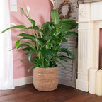 Seagrass Flower Pot - Woven Plant Pot - Decorative Plant Basket with Plastic Film Insert in Boho Style S Easy to Use High Guality