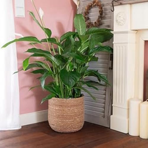 Seagrass Flower Pot - Woven Plant Pot - Decorative Plant Basket with Plastic Film Insert in Boho Style S Easy to Use High Guality