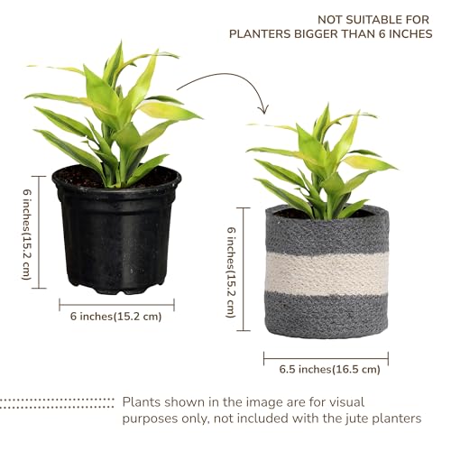 Jute Planter Basket-Woven Jute Rope Covers for Decorating Indoor/Outdoor Succulents, Small Plant Pots-Set of 2-Multi-Purpose Storage Bins 6.5 Inches - Modern Style Décor - Gray & White - color: Gray & White- Pack of 2, size: 6.5 Inch