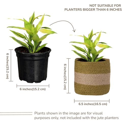 Jute Planter Basket-Woven Jute Rope Covers for Decorating Indoor/Outdoor Succulents, Small Plant Pots-Set of 2-Multi-Purpose Storage Bins 6.5 Inches - Modern Style Décor- Olive & Natural - color: Olive & Natural- Pack of 2, size: 6.5 Inch