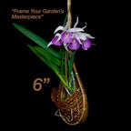 Handmade 100% Thai Bamboo 6 Inch Signature Super Sanctuary SIAM Orchid Hanging Basket with Nursery Grade Coconut Shell Staves Coir Pith Sponge & Husk Mulch - color: 6 Inch Signature Super Sanctuary