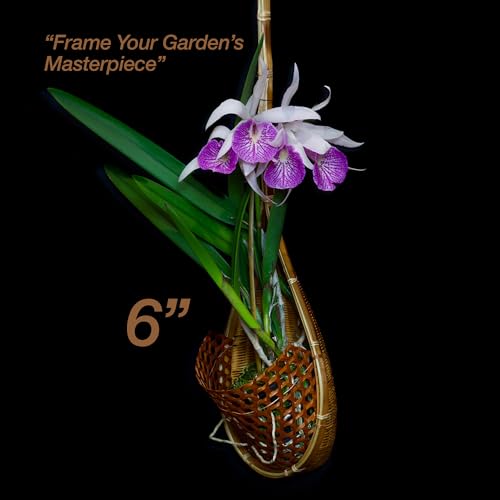 Handmade 100% Thai Bamboo 6 Inch Signature Super Sanctuary SIAM Orchid Hanging Basket with Nursery Grade Coconut Shell Staves Coir Pith Sponge & Husk Mulch - color: 6 Inch Signature Super Sanctuary