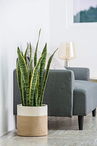 Dahey Jute Spliced Cotton Rope Plant Basket Modern Woven Storage Basket for 10.5" Floor Indoor Planter, Decorative Flower Pots Cover Laundry Bin with Handle Rustic Home Decor, White and Beige - color: White and Beige, size: 10.5"W × 10.8"H