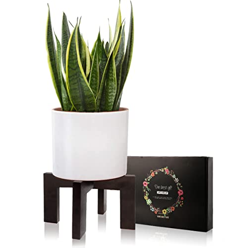 Gendral Forwepup Plant Stand Indoor Outdoor, Mid Century Plant Stand for Indoor Plants, Wood Modern Plant Holder Rattan Flower Plant stool, Low Short Boho Rustic Planter Stand, Fit 5-15 Inch Pot… - color: 1 Black