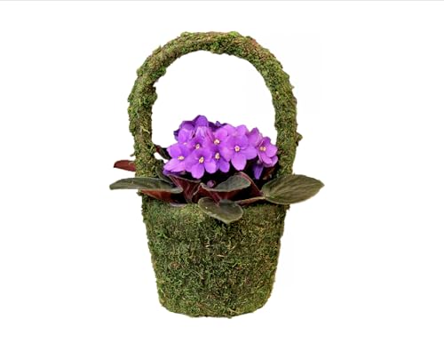 SuperMoss (55591) Vista Deco Moss Basket – Decorative Planter with Liner for Indoor & Outdoor Floral Arrangements – Ideal for Succulents, Orchids & Gifts, Small 4.5″ x 5.5″ x 8″, Fresh Green