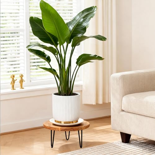 Wood Plant Stand, Wooden Round Plant Stand for Indoor Plants, Modern Plant Holder for Succulent Plant Nursery Pot Flower Pot Planter (Medium) - size: Medium
