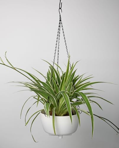 Hanging Basket Chain,22 Inch Black Hanging Chain,Chain for Hanging Plants with Hooks for Bird Feeder Hanging Planter Porch Wind Chime (Black, 22 Inch-5PCS) - color: Black, size: 22 Inch-3 point 5 pack