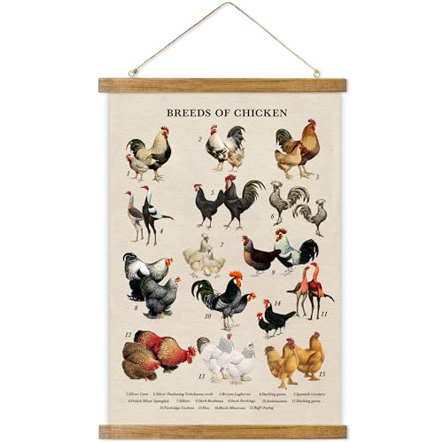 ABoby Vintage Illustrated Chicken Breeds Posters - Farmhouse Wall Art - Retro Style Wall Decor Painting with Wood Frames - Ready to Hang - color: Chicken