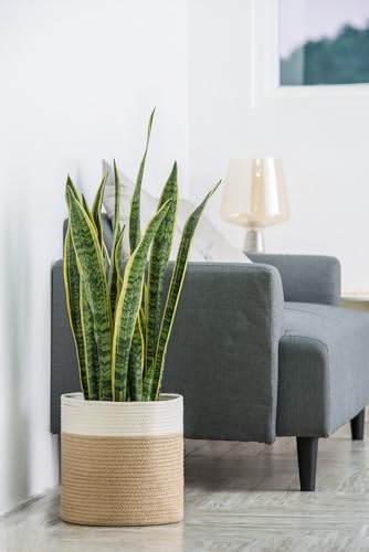 Dahey Jute Spliced Cotton Rope Plant Basket Modern Woven Storage Basket for 12" Floor Indoor Planter, Decorative Flower Pots Cover Laundry Bin with Handle Rustic Home Decor, White and Beige - color: White and Beige, size: 12"W × 12"H