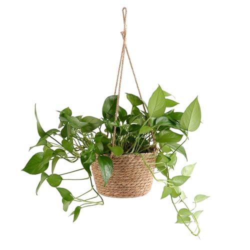 Ejoyous Hanging Planter Basket, Rustic Woven Flower Hangers for Indoor and Outdoor Plants Boho Style Hanging Straw Basket for Porches and Patio Decor (1pcs) - color: #3-1, size: 1pcs