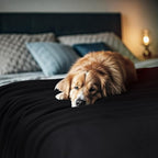 Utopia Bedding Knit Blanket King Size (90x102 Inches, Black) Soft Lightweight Jersey Breathable Sweatshirt Blanket for Bed,Couch & Sofa - color: Black, size: King