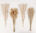 Natural Dried Pampas Grass Decor, White Pampas Grass， Bunny Tails Dried Flowers, Reed Grass Bouquet for Wedding Boho Flowers Home Table Decor, Rustic Farmhouse Party (100 in Total ) - size: 100PCS-White