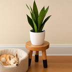 Rubber Wood 9" Round Plant Stand |Dip Dyed Black Stool, Wood Riser |Milking Stool (10" H) - color: 10" Tall Black