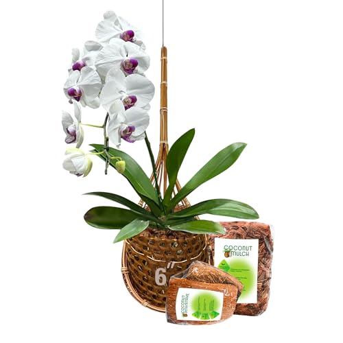 Handmade 100% Thai Bamboo 6 Inch Signature Super Sanctuary SIAM Orchid Hanging Basket with Nursery Grade Coconut Shell Staves Coir Pith Sponge & Husk Mulch - color: 6 Inch Signature Super Sanctuary