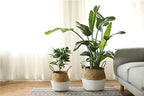 2 PACK LiloCraft Seagrass Plant Basket (Size: 12x11inches, Pattem: White Bottom) - TheMulti Functional Home Decor Storage Solution with Eco-Friendly, Woven Basket Planter Indoor with Handles, Round