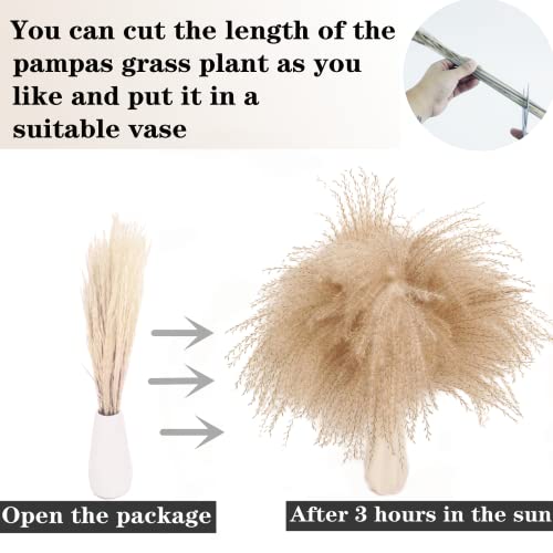 Natural Dried Pampas Grass Decor, Beige Pampas Grass, Bunny Tails Dried Flowers, Reed Grass Bouquet for Wedding Boho Flowers Home Table Decor, Rustic Farmhouse Party (100 in Total ) - size: 100PCS-Beige