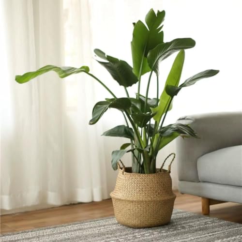 9 inch Woven Planter Basket for Indoor Plants – Large Monstera Pot, Woven Storage Basket, Boho Home Decor (Original,9.84''X10.63'') - size: 9.84''X10.63''