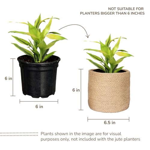 Jute Planter Basket-Woven Jute Rope Covers for Decorating Indoor/Outdoor Succulents, Small Plant Pots-Set of 2-Multi-Purpose Storage Bins 6.5 Inches - Modern Style Décor- Brown - color: Brown- Set of 2, size: 6.5 Inch