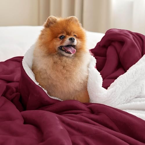 Bedsure GentleSoft Sherpa Fleece Throw Blanket for Couch, Non-Heated, Thick and Warm Throw for Girls and Women, Soft Fuzzy Plush Blanket for Winter, Burgundy, 50x60 Inches - color: 07 - Burgundy, size: Throw (50" X 60")