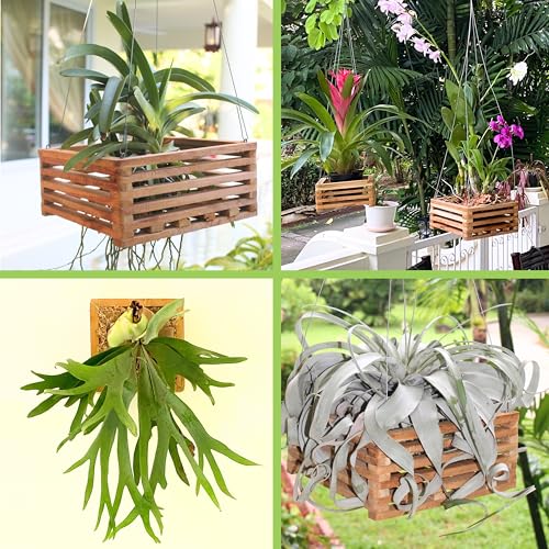Set of 3 Strong Wooden Orchid Baskets with Hangers, Vanda Baskets for Outside - size: Set of 3