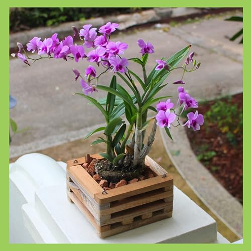 Set of 2 Wooden Orchid Baskets with Hangers, Hanging Vanda Baskets for Outside - size: Set of 2