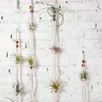 Shappy 4 Pieces Air Plants Holders Hanger Air Plant Wall Hanger Handmade Rope Hanging Plant Holder Woven with 4 Hooks for Home Decoration
