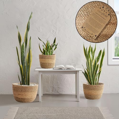 Casafield Set of 3 Seagrass Planter Baskets with Liners - Two-Tone, Hand Woven Indoor Flower Pot Covers for Plants, Succulents, Home Decor
