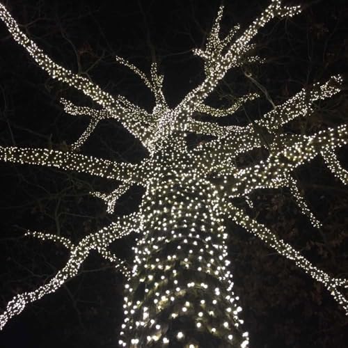 Novelty Lights 25ft 50 LED Pure White Christmas Lights Outdoor/Indoor, 6" Spacing, Green Wire String Lights for Festive Xmas Lighting, IP55, UL Listed, Dimmable, Connectable - color: Pure White
