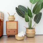 Seagrass Plant Basket with Handles Set of 3 - Woven Belly Basket Planter with Liner for Indoor Plants, Olive Tree, Monstera, Snake Plant, Faux Tree, 8" 9" 10" 12 Inch Pots, Boho Floor Basket