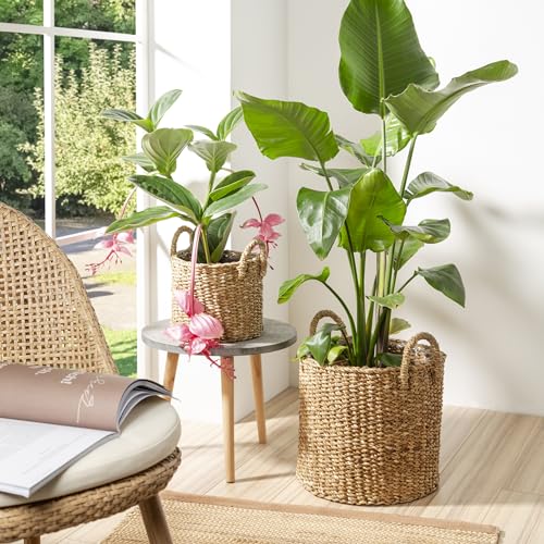 Scheurich Seagrass 33, Basket Planter/Basket Planter/Basket Pot with Seagrass Handles, Colour: Groove, 35 cm Diameter, 31 cm High, 26.9 Litres Vol. - color: Brown, size: 35