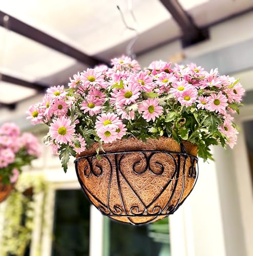 LaLaGreen Hanging Baskets for Plants (14 Inch, 6 Pack) Hanging Flower Pots with Coco Liner, Black Metal Wire Round Basket Plant Holder with Hanger Hook Chain, Outdoor Patio Deck Balcony Garden Decor - size: 14" x 6 Pack
