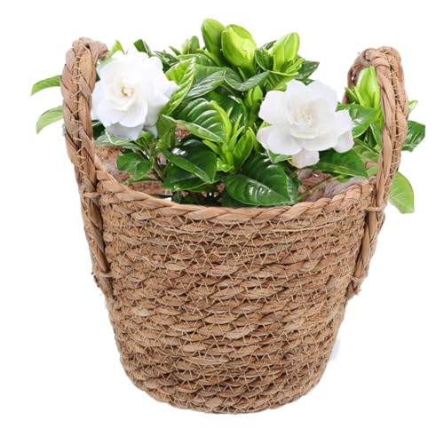 BESPORTBLE Woven Storage Basket Seagrass Belly Basket for Plants Boho Decor Versatile Wicker Planter Farmhouse Charm for Home and Picnic Use