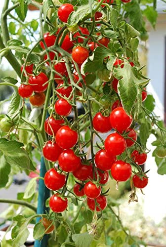 Ultimate Hanging Baskets - Strawberry, Tomato, Flower, and Herb Outdoor Planters - Use Garden Pots for Growing Plants Outside On A Deck, Fence, or Balcony (2) - color: Gray