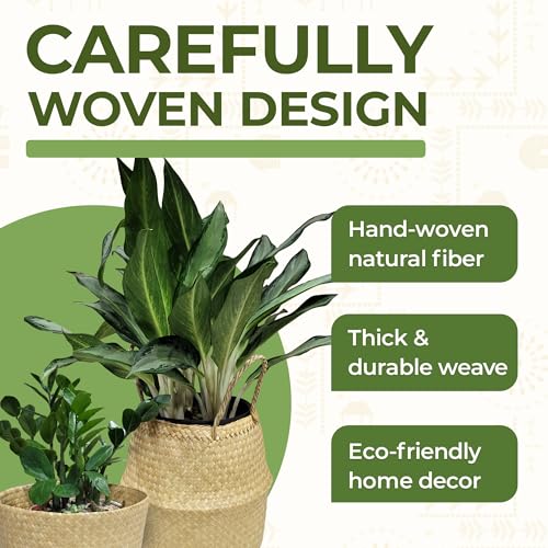 Seagrass Plant Basket Set of 3 with Handles – Handwoven Woven Basket Planter, Indoor Plant Basket & Plant Holder Basket, Natural Fiber Wicker Plant Pot Basket for Boho Farmhouse Home Decor - size: Set of 3 (with handles), style: With handles