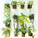 LaLaGreen Indoor Planter Box for Plants (4x4 Inch, 12 Pack) Small Square Wooden Wall Mounted Planters Wood Window Boxes Hanging Flower Pot Plant Holder Outdoor Herb Modern Vertical Garden Home Decor - size: 4x4" x 12 pack