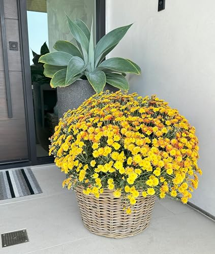 Kouboo Rattan Planter Basket with Plastic Pots Planters Flower Pots Decorative Fall planters for Front Porch Whiskey Barrel Basket Indoor Outdoor Plant Pots Large - size: Large