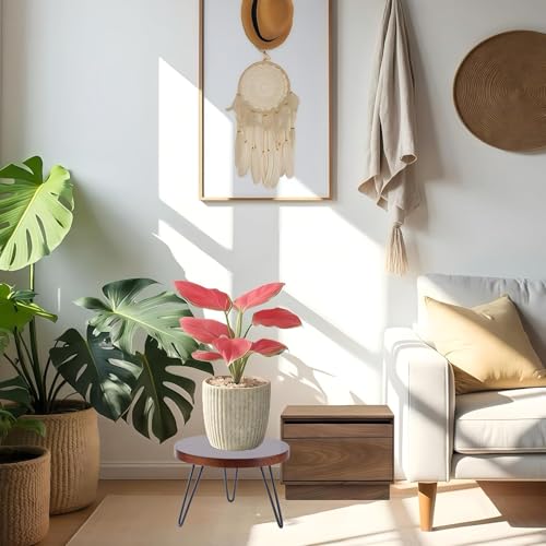 Plant Stand Indoor Outdoor, Wooden plant Stool, Mid Century Plant Stand for Indoor Plants, Wood Modern Plant Holder Rattan Flower, Low Short Boho Rustic Planter Stand Fit 5-15 Inch Pot (Walnut, M) - size: M