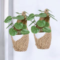 2 Pack 4-inch Hanging Planters for Indoor Plants, Macrame Wall Plant Hanger | Wall Plant Holder, Wall Planters for Indoor Plants (2 Pack, up to 4 inch Pot) - size: Small