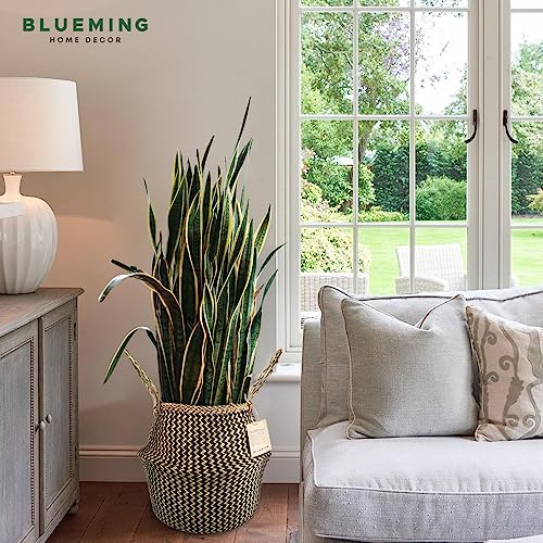 Blueming Wicker Plant Basket – Small 8-9 Inch Medium Seagrass Pot for Faux Olive Tree, Snake Plant or Houseplants, Black Decorative Planter for Home Decor - color: Black, size: Medium