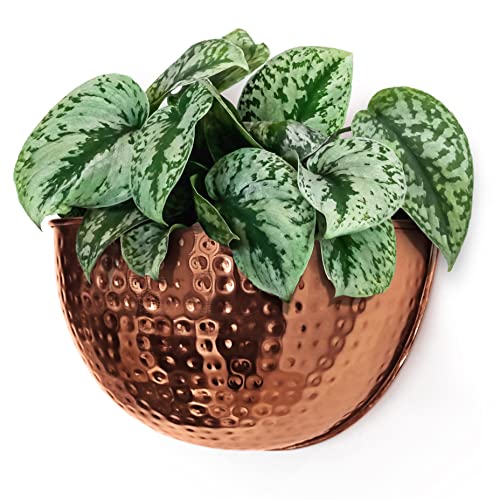 Allegorie Metal Wall Planter | Indoor or Outdoor Hanging Plant Pot | Farmhouse Decor & Boho Kitchen Decoration for Herbs & Succulents and Living Wall 12x7 (Copper) - color: Copper