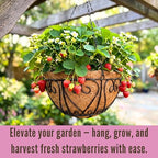 LaLaGreen Hanging Baskets for Plants (12 Inch, 6 Pack) Hanging Flower Pots with Coco Liner, Black Metal Wire Round Basket Plant Holder with Hanger Hook Chain, Outdoor Patio Deck Balcony Garden Decor - size: 12" x 6 Pack