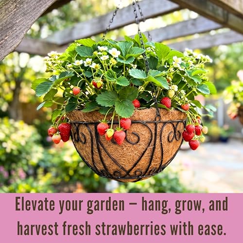 LaLaGreen Hanging Baskets for Plants (10 Inch, 2 Pack) Small Hanging Flower Pots with Coco Liner, Black Metal Wire Round Plant Holder with Hanger Hook Chain Outdoor Deck Patio Balcony Garden Decor - size: 10" x 2 Pack