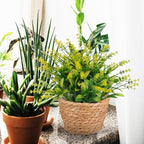 TOYANDONA 2pcs Modern Woven Plant Pots Natural Woven Planter Baskets Liner for Indoor Outdoor Random Color 5.1 inch