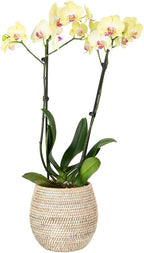 KOUBOO La Jolla Coco Rattan Bowl, White-Wash, Small Planter