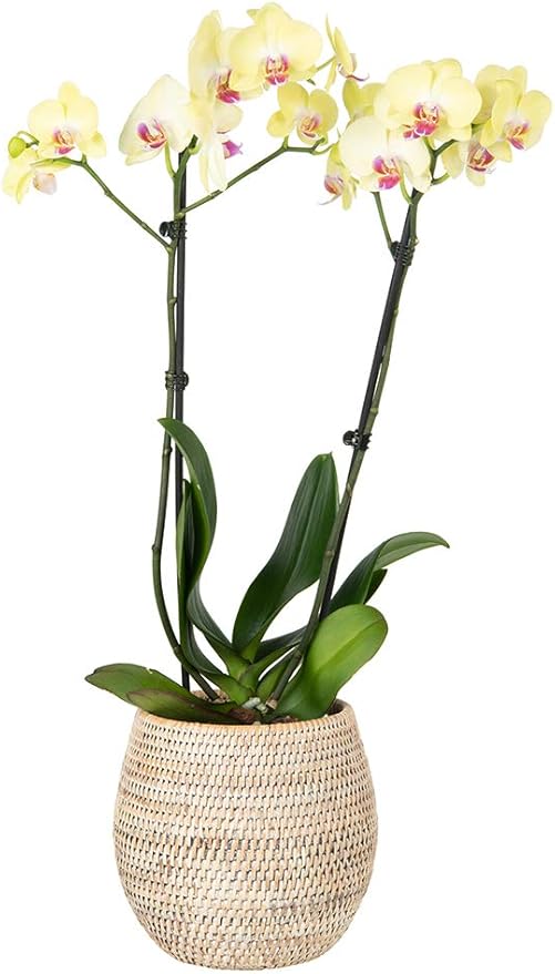 KOUBOO La Jolla Coco Rattan Bowl, White-Wash, Small Planter