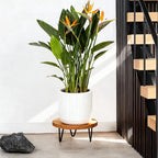 Wood Plant Stand, Wooden Round Plant Stand for Indoor Plants, Modern Plant Holder for Succulent Plant Nursery Pot Flower Pot Planter (Medium) - size: Medium