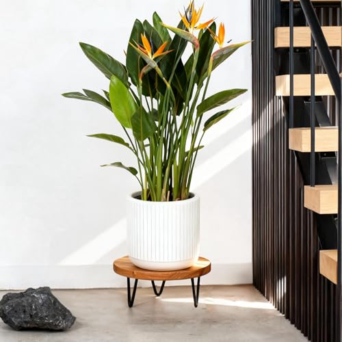 Wood Plant Stand, Wooden Round Plant Stand for Indoor Plants, Modern Plant Holder for Succulent Plant Nursery Pot Flower Pot (S+M+L) - size: S+M+L
