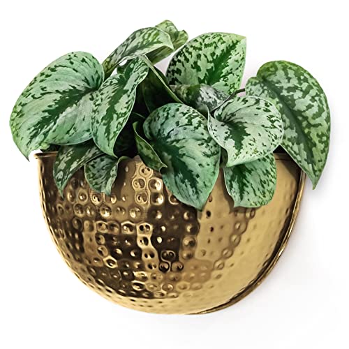 Allegorie Metal Wall Planter | Indoor or Outdoor Hanging Plant Pot | Farmhouse Decor & Boho Kitchen Decoration for Herbs & Succulents and Living wall 12x7 (Gold) - color: Gold